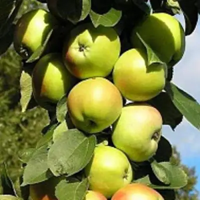 Яблоня ПРЕЗИДЕНТ колонновидная в Орше