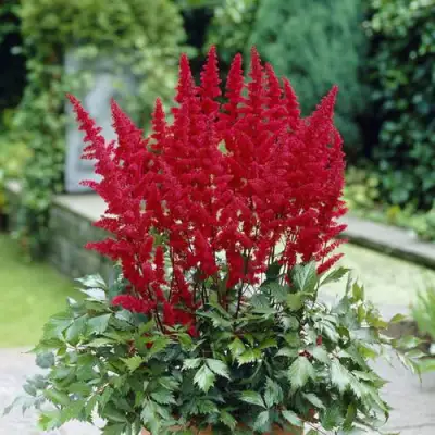 Астильба СПАРТАН Арендса в Орше