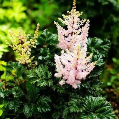 Астильба ЛИЛИПУТ курчавая в Орше