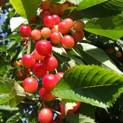 Черешня БРЯНСКАЯ РОЗОВАЯ в Орше