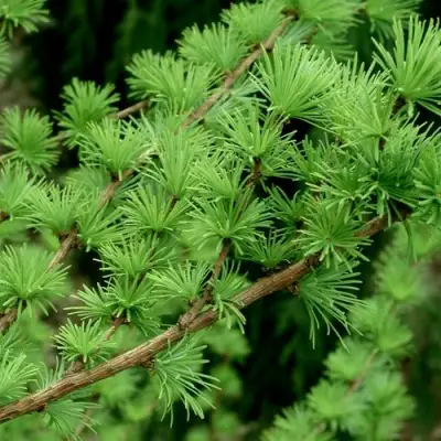 Лиственница европейская в Орше