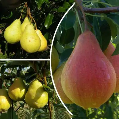 Комплект ТРИ ГРАЦИИ в Орше