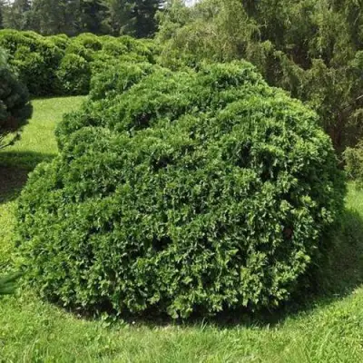 Туя УМБРАКУЛИФЕРА западная в Орше