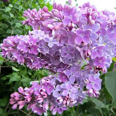 Сирень ОЛЯ в Орше