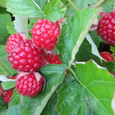 Ежемалина РЕД ДАЙМОНД в Орше