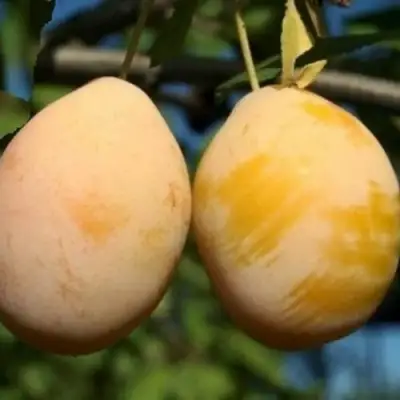 Слива ВАШИНГТОН в Орше