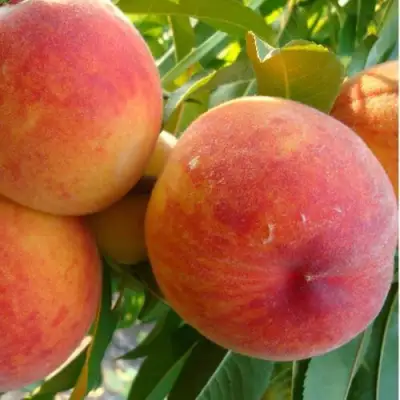 Персик ДИВНЫЙ в Орше