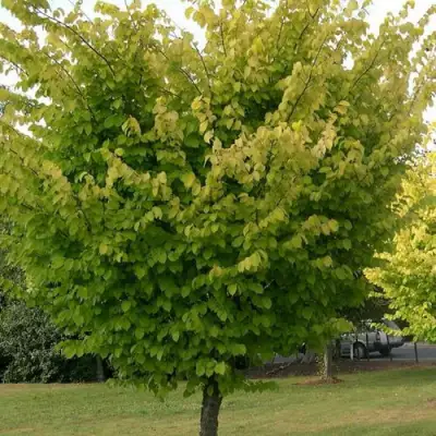 Вяз обыкновенный в Орше