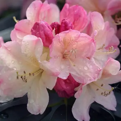 Рододендрон ПЕРСИ ВАЙСМАН в Орше