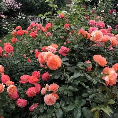 Роза БЕЛЬВЕДЕР шраб в Орше