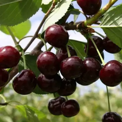 Вишня СВЕРДЛОВЧАНКА степная в Орше