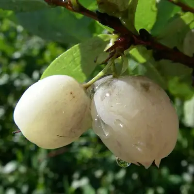 Голубика СНЕГУРОЧКА в Орше