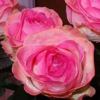 саженцы роз Кэнди Аваланж