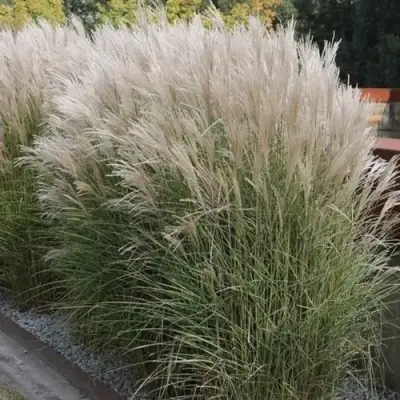 Мискантус КЛЯЙН СИЛЬБЕРСПАЙН китайский  в Орше