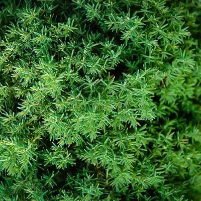 Туя ТЕДДИ западная в Орше