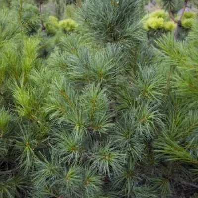 Сосна АРМАНДИ в Орше