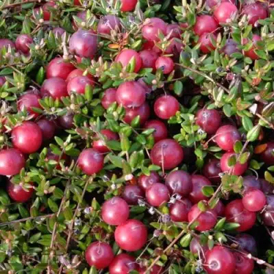 Клюква БЕН ЛИР в Орше