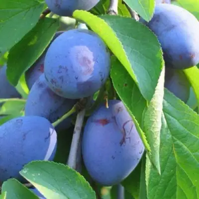 Слива ПЕРДРИГОН в Орше