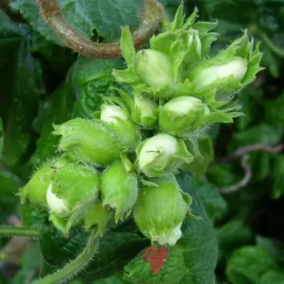 Фундук ВЕББА ЦЕННЫЙ в Орше