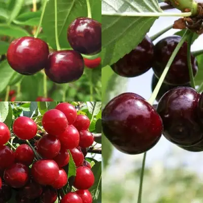 Комплект ВИШНЕВЫЙ САД в Орше