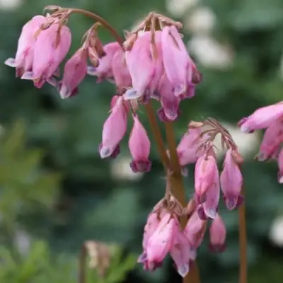 Дицентра изящная в Орше