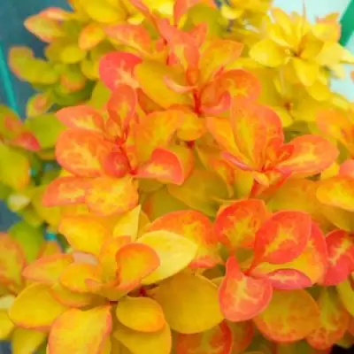 Барбарис САММЕР САНСЕТ тунберга в Орше