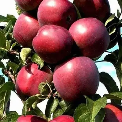 Яблоня СОЗВЕЗДИЕ колонновидная в Орше