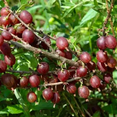 Крыжовник ОЛАВИ (ХИННОНМАЕН ПУНАЙНЕН) в Орше