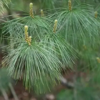 Сосна АРМАНДИ в Орше