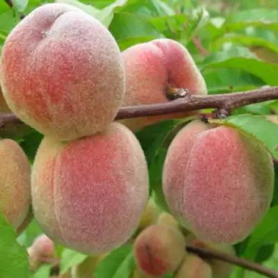 Персик ЕЛГАВСКИЙ в Орше