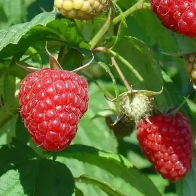 Малина ТАДМОР в Орше