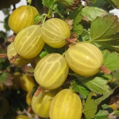 Крыжовник ЯРОВОЙ в Орше