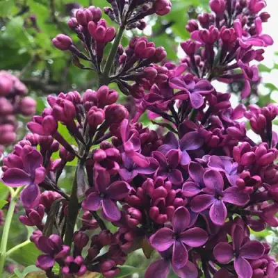 Сирень ЛЮДВИГ ШПЕТ в Орше