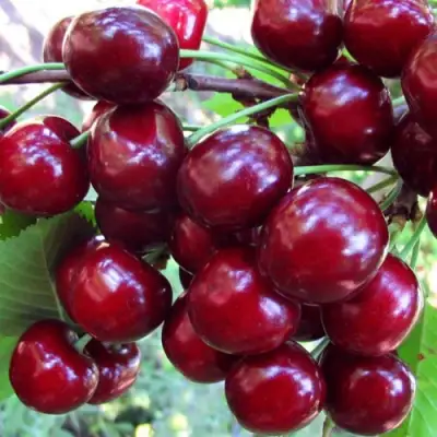 Вишня ЖУКОВСКАЯ в Орше