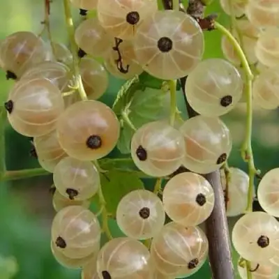 Смородина белая СМОЛЬЯНИНОВСКАЯ в Орше