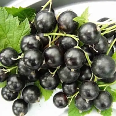 Смородина чёрная ТИТАНИЯ в Орше