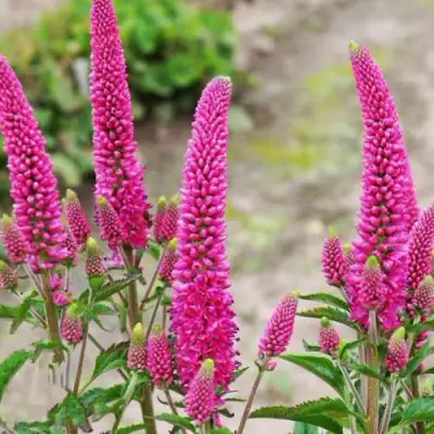 Вероника ФЕРСТ ЛАВ длиннолистная в Орше