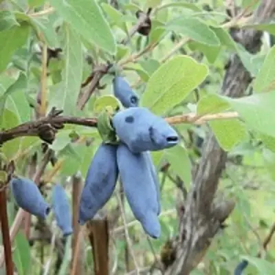 Жимолость съедобная ПУШКИНСКАЯ в Орше