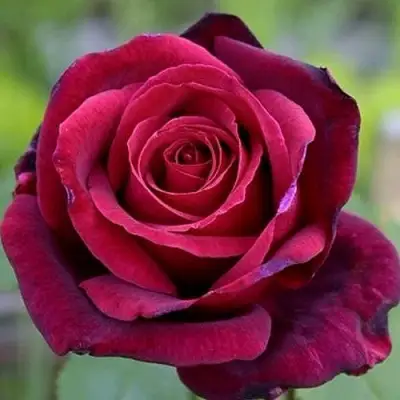 Роза ПАПА МЕЙЯН чайно-гибридная в Орше