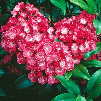 Кальмия КАРДИНАЛ в Орше