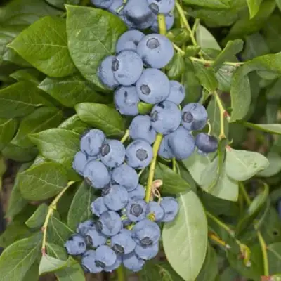 Голубика ЛИБЕРТИ в Орше