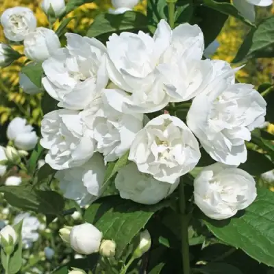 Жасмин махровый в Орше