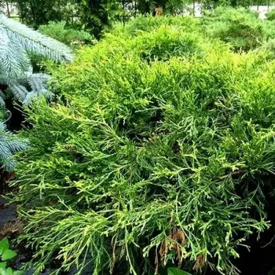 Кипарисовик ФИЛИФЕРА АУРЕА ВАРИЕГАТТА горохоплодный в Орше