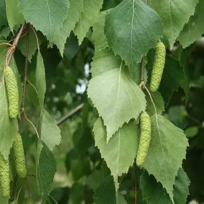 Береза бородавчатая в Орше