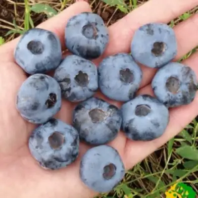 Голубика ЧАНДЛЕР в Орше