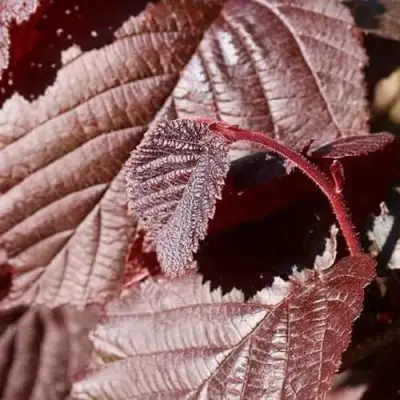 Фундук СИРЕНА в Орше