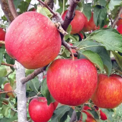 Яблоня ЖЕНЕВА (ЖЕНЕВА ЭРЛИ) в Орше