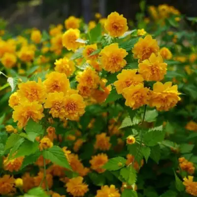 Керрия японская ПЛЕНИФЛОРА в Орше