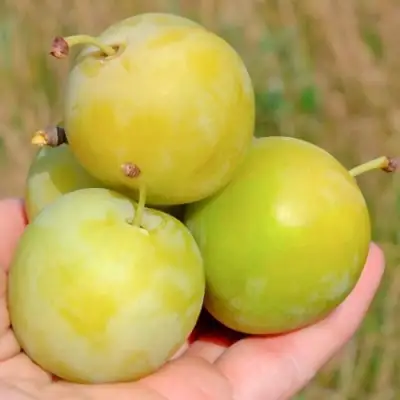 Слива РЕНКЛОД ранний в Орше