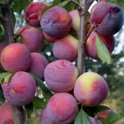 Слива ИМПЕРИАЛ колонновидная в Орше